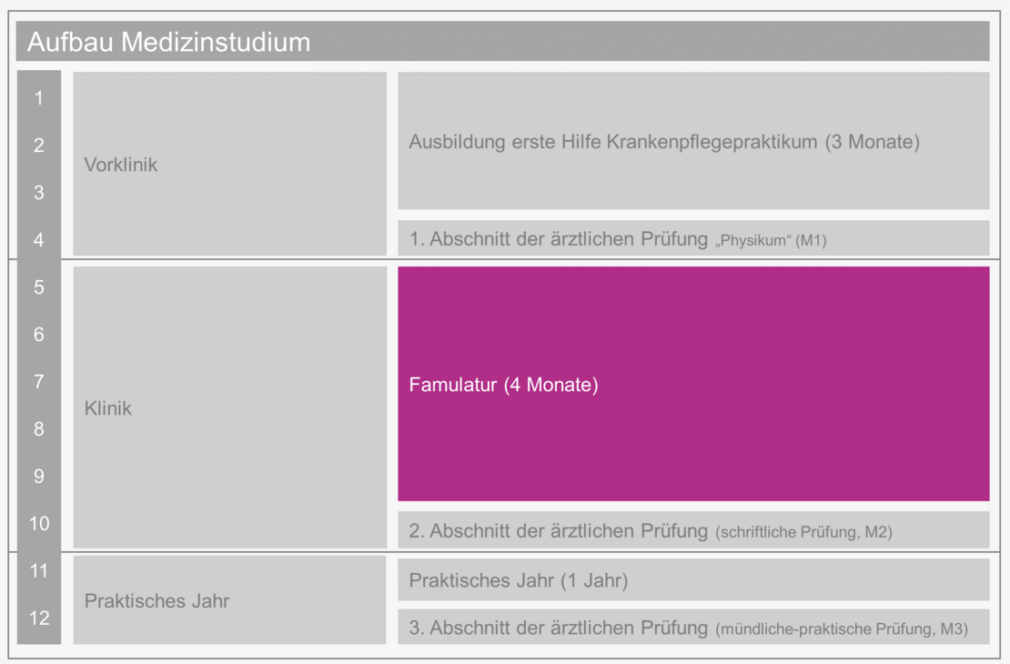 Ablauf des Medizinstudiums in Vorklinik Klinik und Praktisches Jahr. Vorklinik bestehend aus Krankenpflegepraktikum (3 Monate) und Physikum. Klinik bestehend aus Famulatur (4Monate) und M2 Prüfung. Praktisches Jahr bestehend aus Praktischem Jahr (1 Jahr) und M3 Prüfung. Abschnitt Famulatur hervorgehoben.